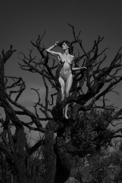 Photograph Roberto Manetta Witch Tree on One Eyeland