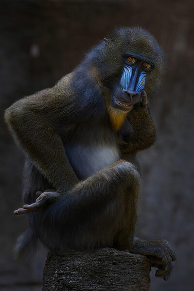 Photograph Ester Suryawati Mandrill Smile on One Eyeland