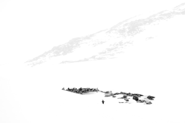 Photograph Andy Pollard Chinstrap Penguin Returning Home on One Eyeland
