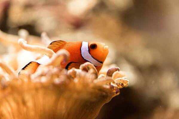 Photograph Hiro Hiro Fish on One Eyeland