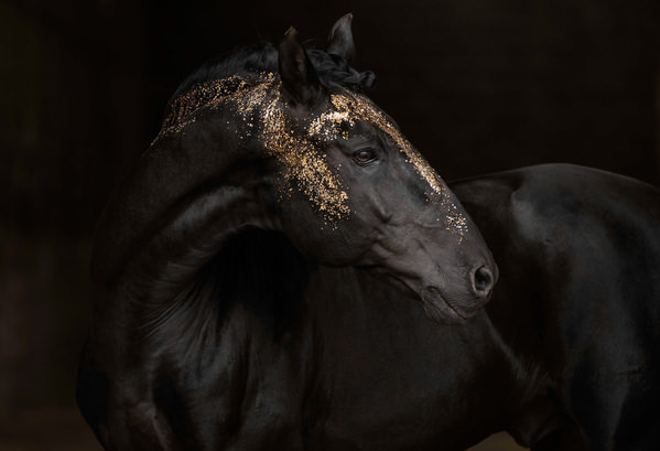 Photograph Fabienne Gassmann Golden Elegance on One Eyeland
