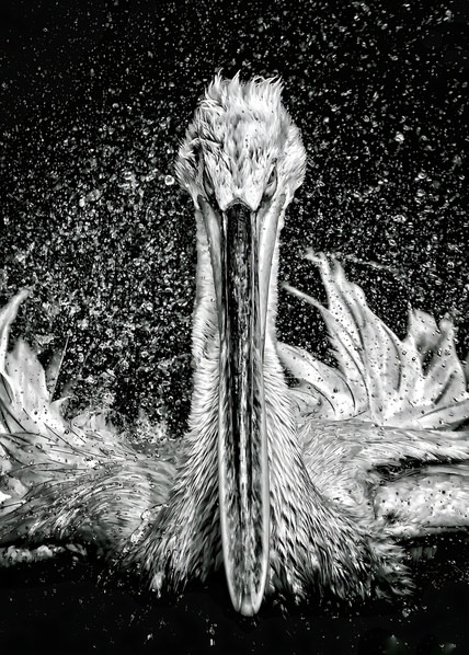 Photograph Alessandro R Moser Pelikan Quattro on One Eyeland