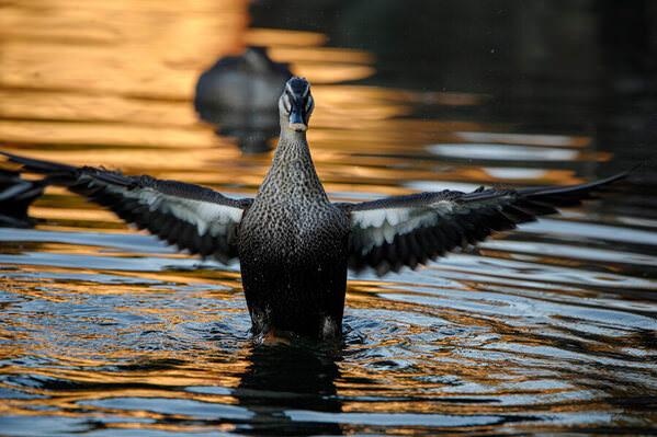 Photograph Setsuna Kurouzu Flapping on One Eyeland
