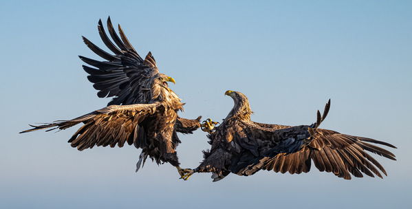 Photograph Timea Ambrus Fight For Life on One Eyeland