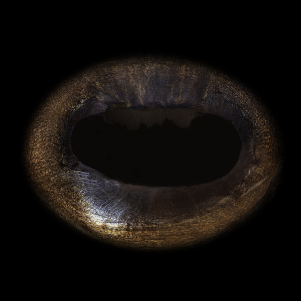 Photograph Mike Kremer Ruby Horse Iris on One Eyeland