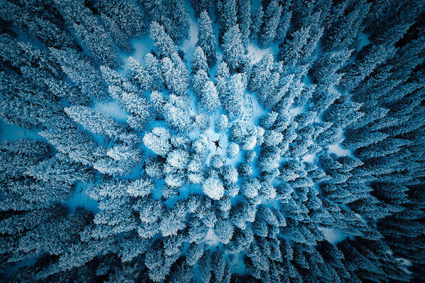 Photograph Golden Brown The Blue Forest on One Eyeland