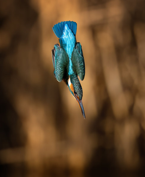 Photograph Timea Ambrus Arrow on One Eyeland