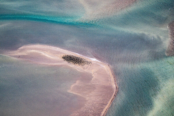 Photograph Satheesh Nair Shark Bay 6740 on One Eyeland