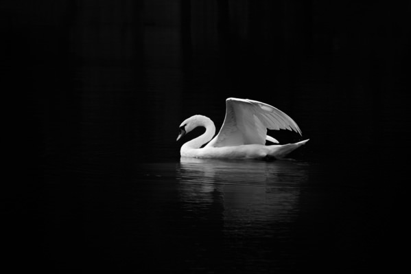 Photograph Setsuna Kurouzu Lonely Swan on One Eyeland