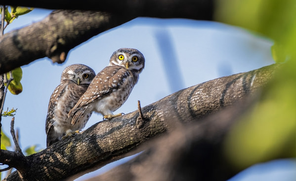 Photograph Souvick Mukherjee Twins on One Eyeland