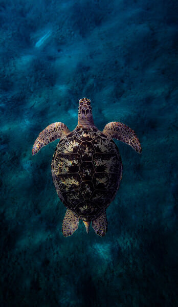 Photograph Mohamed El Gohary Silent Voyager on One Eyeland