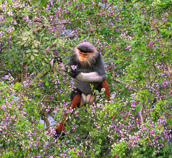 Photograph Thai Quan Chung Pygathrix Nemaeus And Flower on One Eyeland