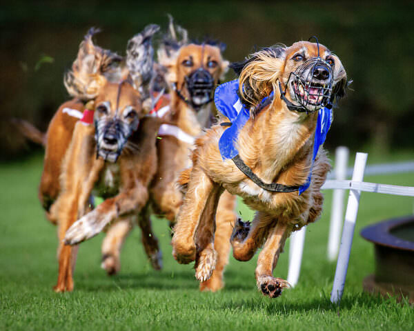Photograph Huub Keulers Full Dog Speed on One Eyeland