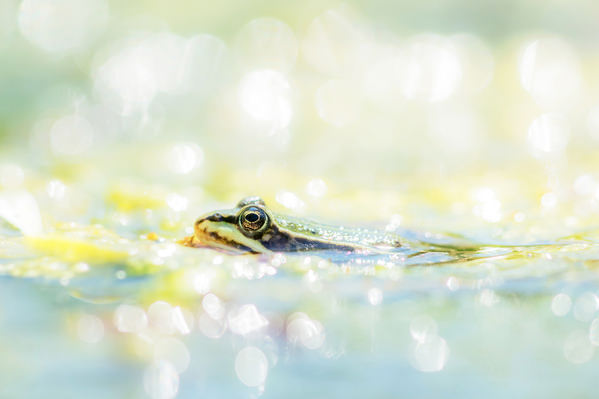 Photograph Olivier Colle A Frog In Glitters on One Eyeland