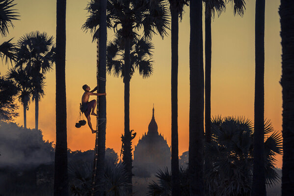 Photograph Kyaw Zay Yar Lin Toddypalm Climber on One Eyeland