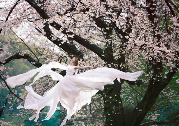 Photograph Haseo Hasegawa Under The Cherry Blossoms on One Eyeland