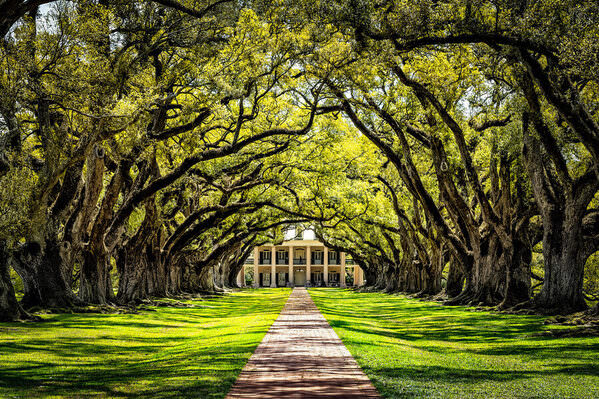 Photograph Gary E Karcz Oak Alley Plantation on One Eyeland