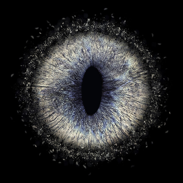 Photograph Mike Kremer Yumi Cat Iris on One Eyeland