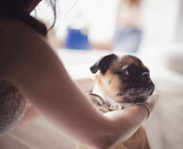 Photograph Mike Kremer Wedding Dog on One Eyeland