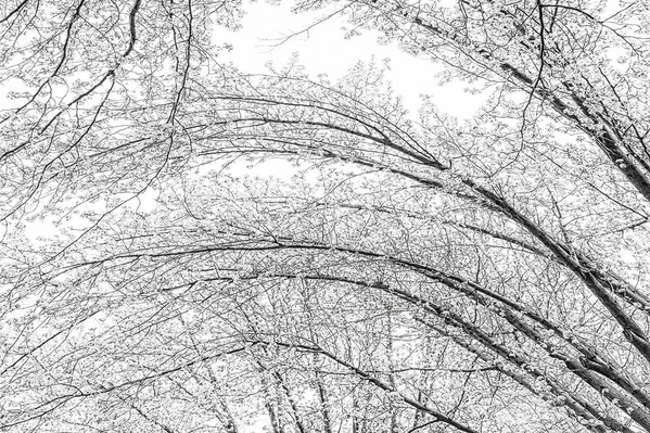Photograph Gary E Karcz White Blossoms on One Eyeland