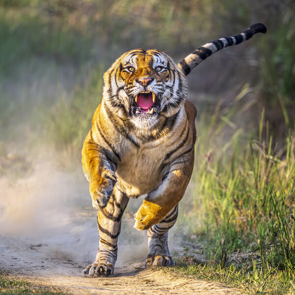 Photograph Anuj Kumar Rawla The Pilibhit Charger on One Eyeland