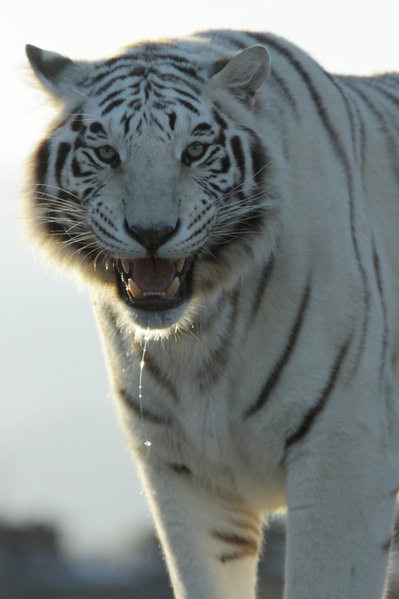 Photograph Arianna Grainey Tiger Growl on One Eyeland