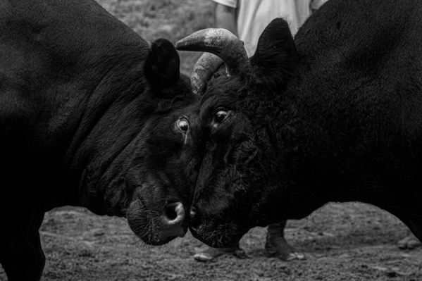 Photograph Setsuna Kurouzu Bull Fight on One Eyeland