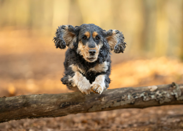 Photograph Mike Kremer Cocker Spaniel Luna on One Eyeland