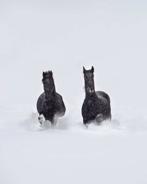 Photograph Penny York Snow Walker Double Black on One Eyeland