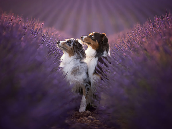 Photograph Mike Kremer Provence With Kaya And Blue on One Eyeland