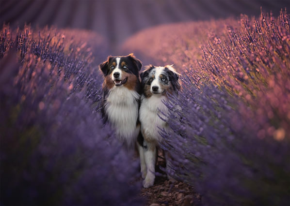 Photograph Mike Kremer Provence With Blue And Kaya on One Eyeland