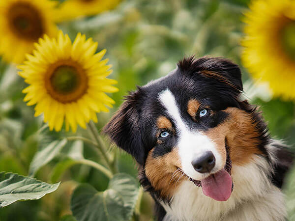 Photograph Mike Kremer Flower Power With Blue on One Eyeland