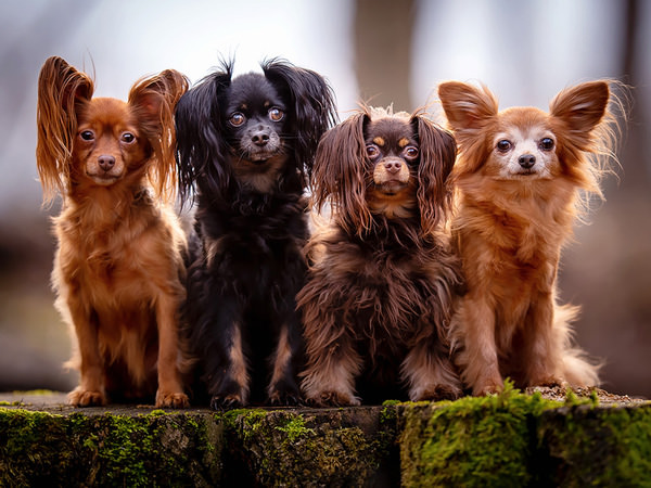 Photograph Mike Kremer The Minis on One Eyeland