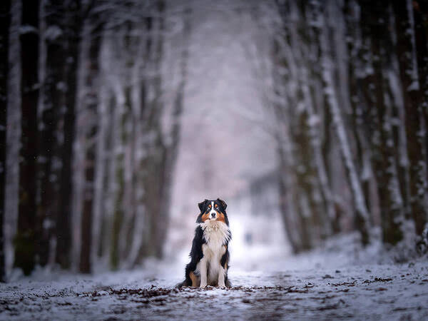 Photograph Mike Kremer Blue Is Waiting on One Eyeland