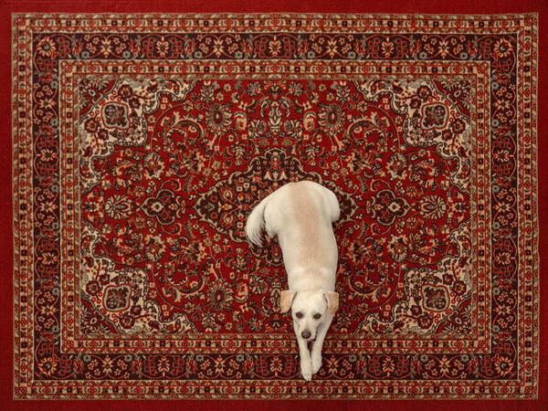 Photograph Tirdad Aghakhani Kuchan In Persia on One Eyeland