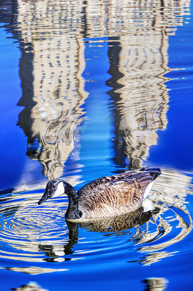 Photograph Mitchell Funk Reflections on One Eyeland
