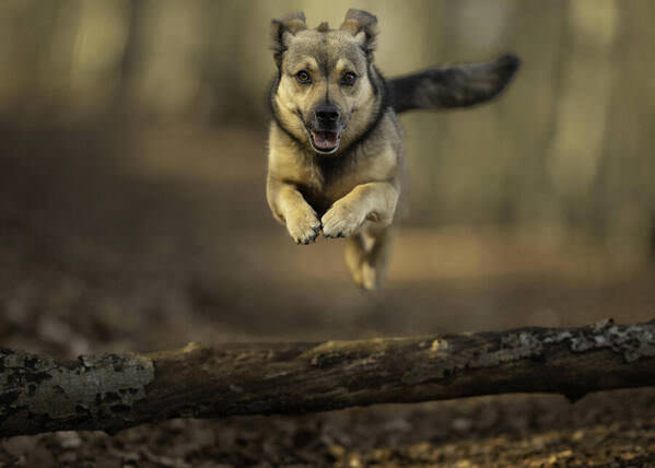 Photograph Mike Kremer Happy Dog on One Eyeland