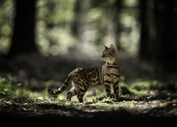 Photograph Mike Kremer Mesmerizing Cat on One Eyeland