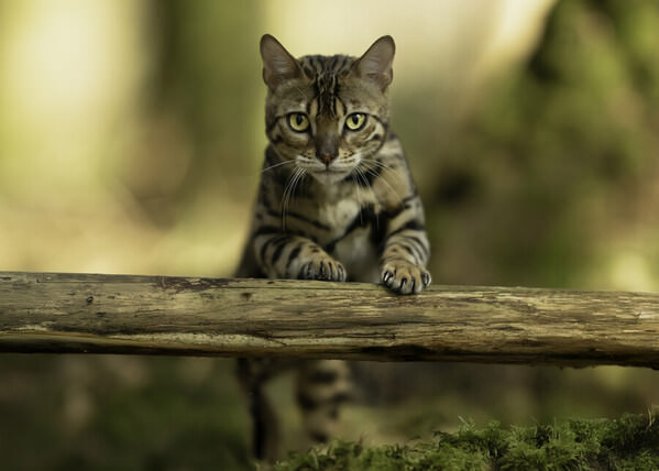 Photograph Mike Kremer Look At Me on One Eyeland