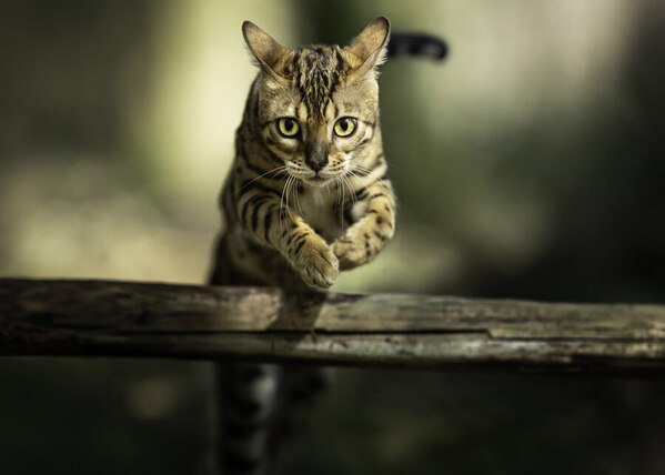 Photograph Mike Kremer Tiger Action on One Eyeland