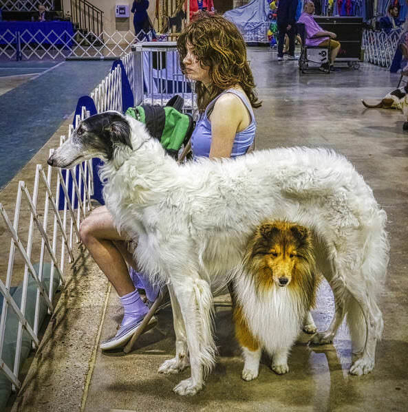 Photograph Larry Hamill Dog Show on One Eyeland