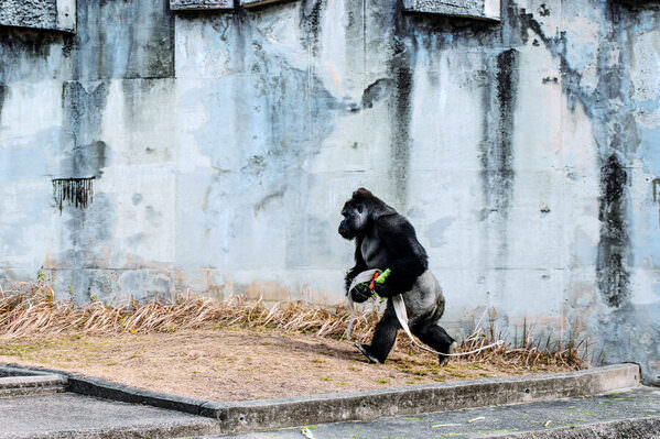 Photograph Mel Yukiina Working Gorilla on One Eyeland