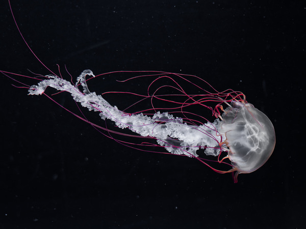 Photograph Hiro Hiro Jellyfish on One Eyeland