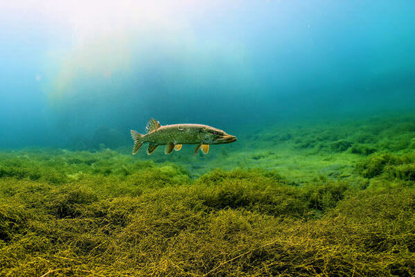 Photograph Martin Splitt Pike In The Lake on One Eyeland