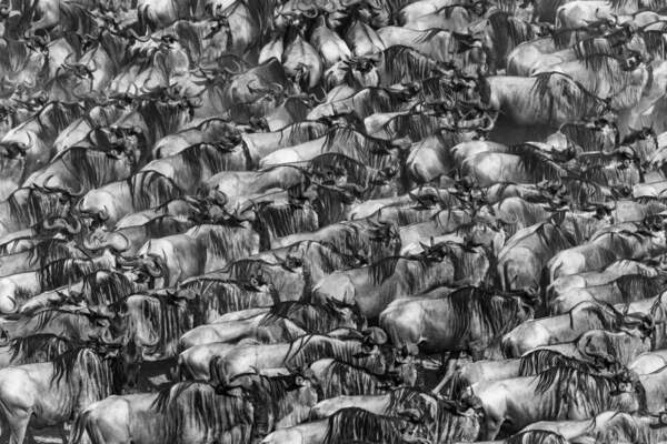 Photograph Manfred Foeger Pandemonium on One Eyeland