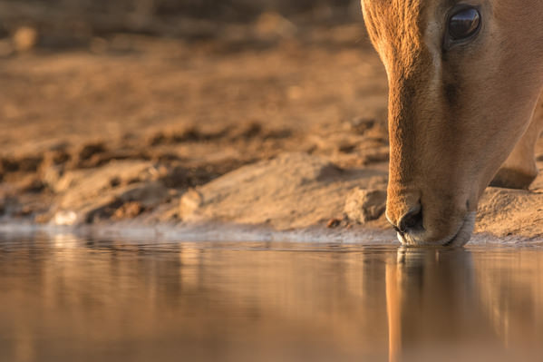 Photograph Manfred Foeger Thirst on One Eyeland