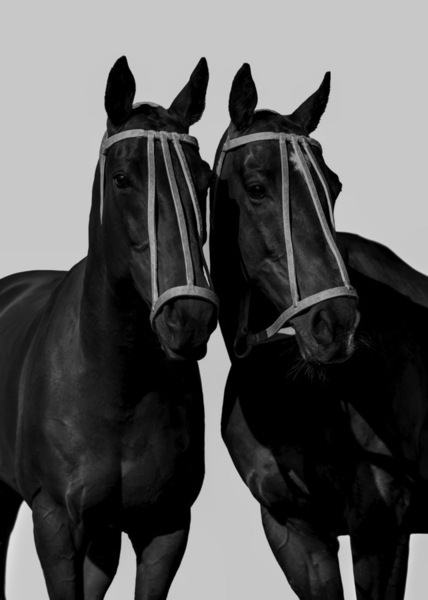 Photograph Helga Madajova Polo Ponies on One Eyeland