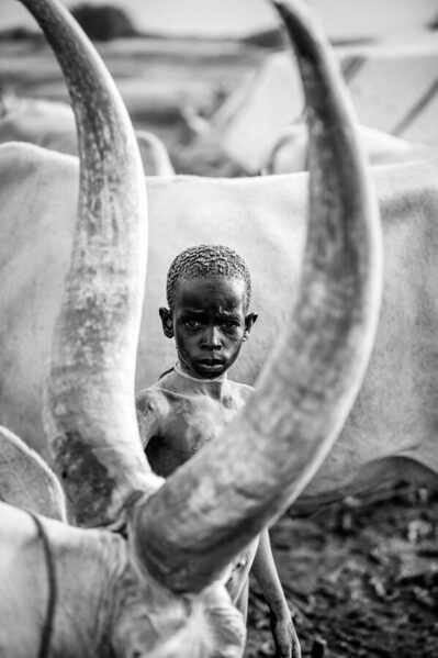 Photograph Svetlin Yosifov Boy Frame Cow on One Eyeland
