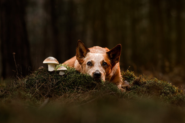 Photograph Fabienne Gassmann In The Forest on One Eyeland