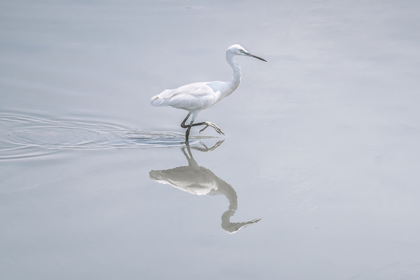 Photograph Aung Chan Thar The Bird on One Eyeland
